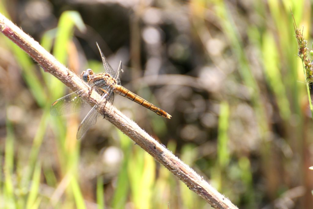 Orthetrum brunneum maschio e femmina credo!!